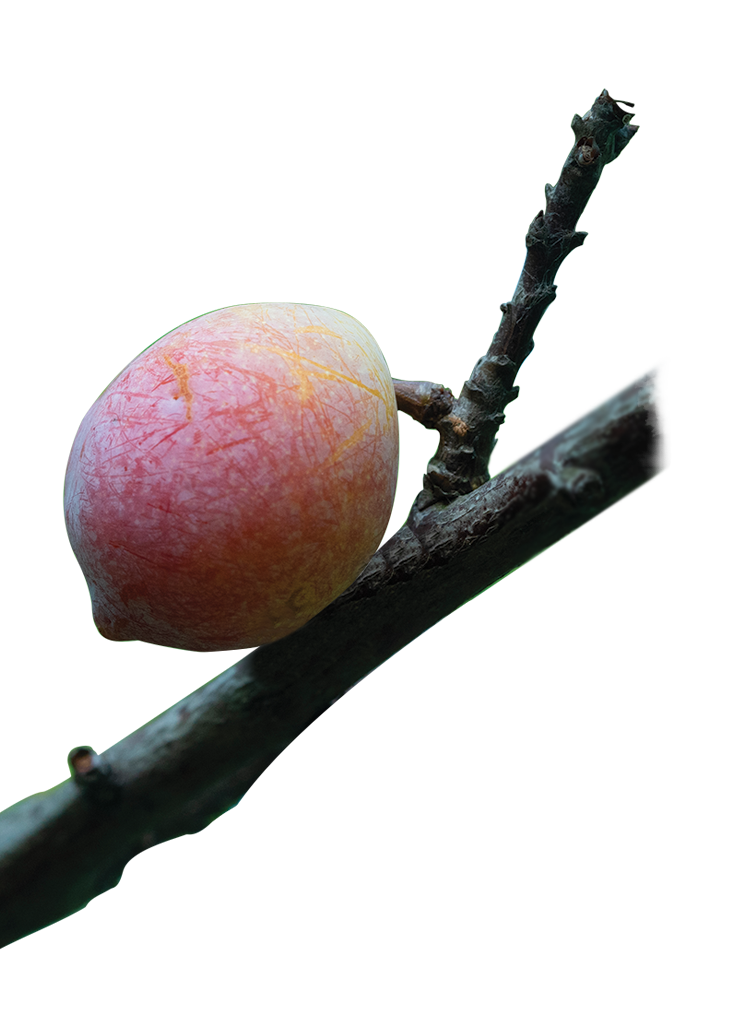 sirr fruits