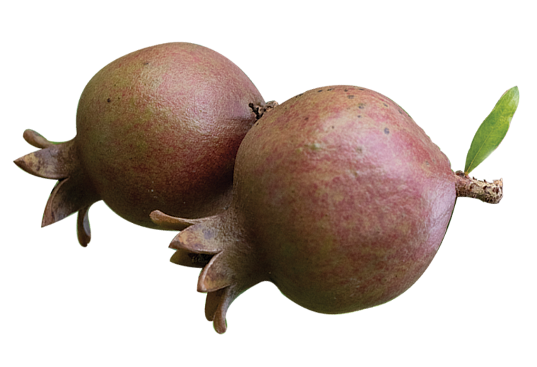 sirr fruits